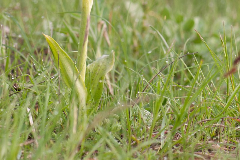 Anacamptis laxiflora?